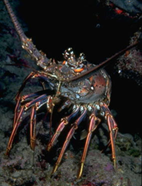 LOBSTER