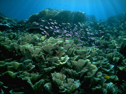 PARAISO DEL BUCEO