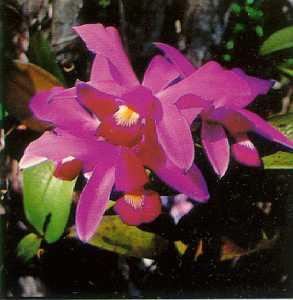 ORQUIDEA