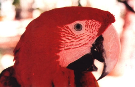 GUACAMAYA