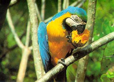 OTRA GUACAMAYA
