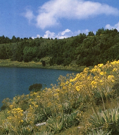 PARAMO ANDINO
